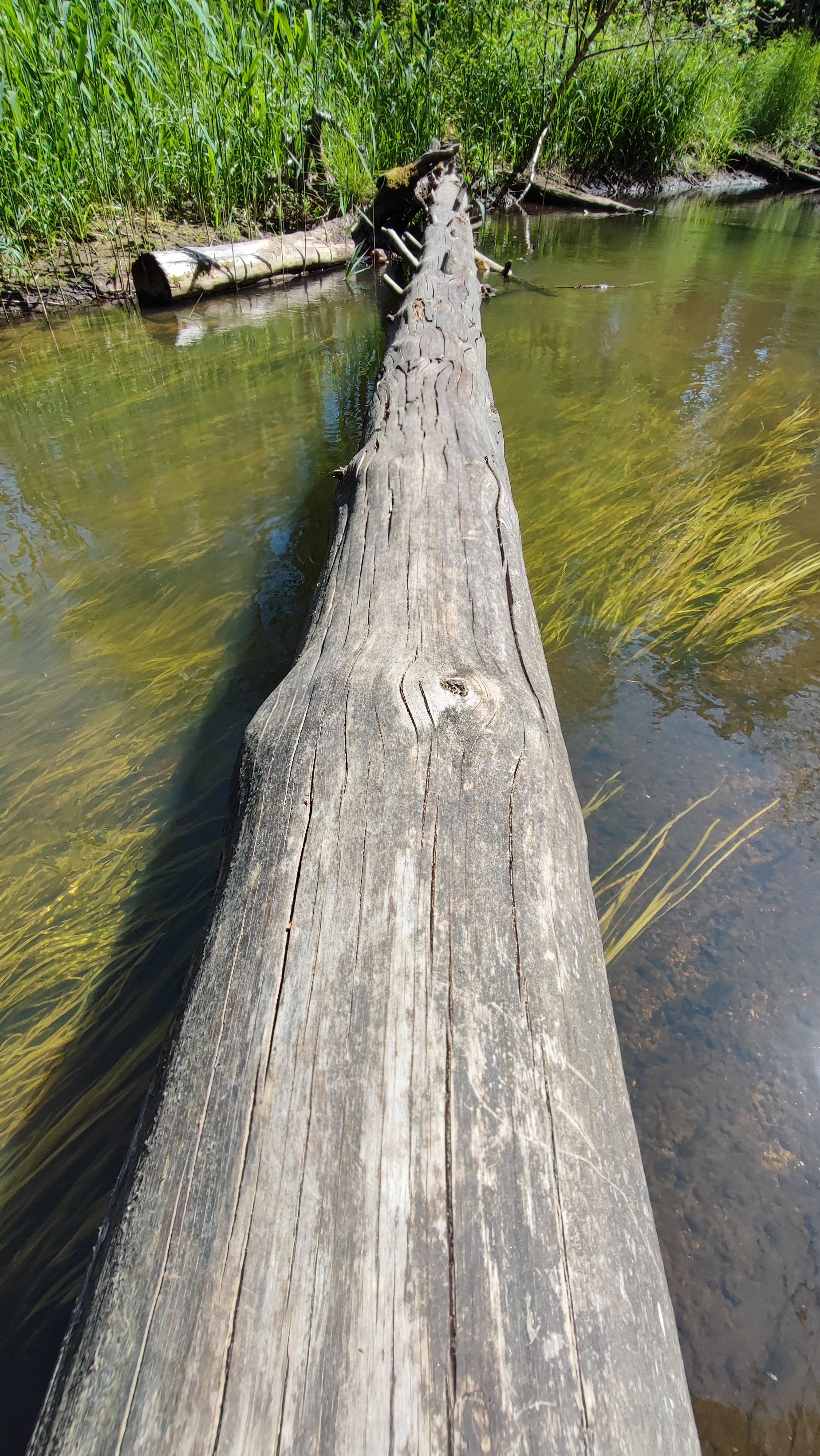 Dengtiltis Campsite (Pikužiai)